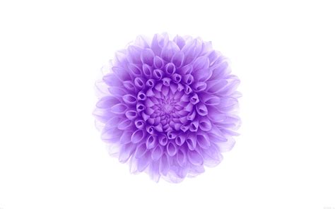 36 Purple Flower White Background