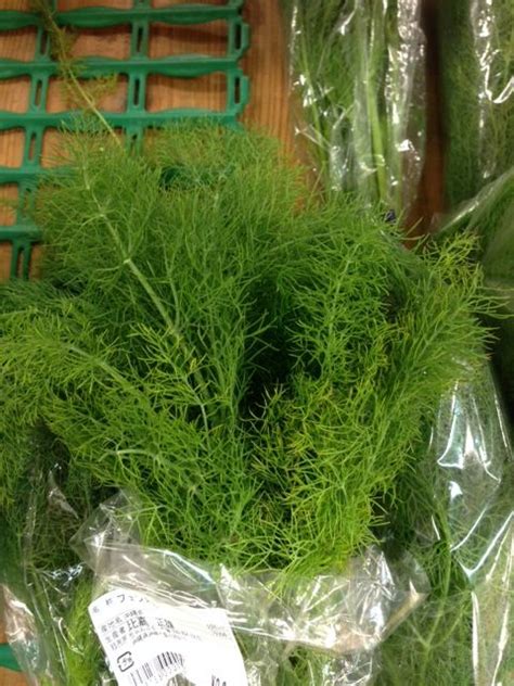 It prefers a dry climate and sunshine. Fennel (Herb) without the bulb. This looks very similar to ...