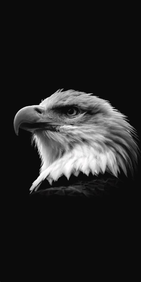 Black Eagle Hd Wallpaper