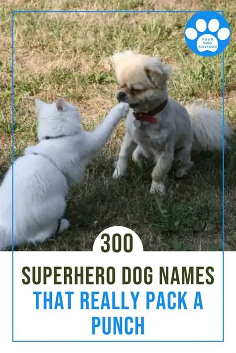 300 Superhero Dog Names That Really Pack A Punch Your Dog Advisor