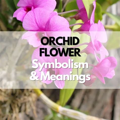 Orchid Flower Symbolism Meanings And History Symbol Genie