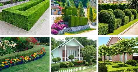 20 Boxwood Landscaping Ideas Shrubs And Trees