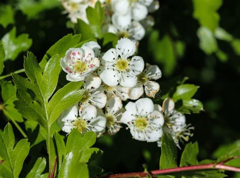 White Flower Of Midland Hawthorn English Hawthorn Crataegus Laevigata