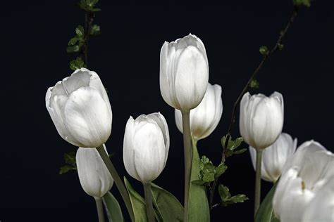 77 White Tulips Wallpaper Hd Picture Myweb