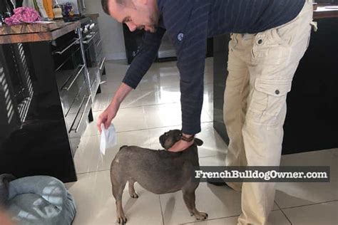 French Bulldog Tail Pocket: Cleaning, Infections, & Problems