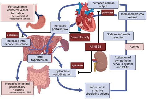 Pathophysiology Of Portal Hypertension And Sites Of Action Of