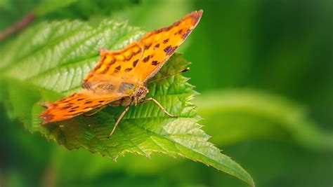 Schmetterling C Falter Hubert Demming Flickr