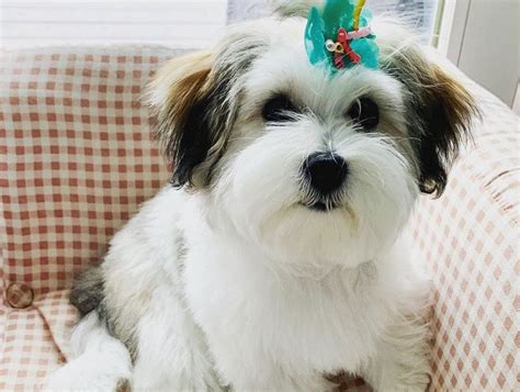 Although the havanese is new to the akc and ckc, the breed has been in existence in it's native cuba for centuries as a treasured family pet, bred to play with children in the courtyards of aristrocratic cubans. Available Puppies | Five Star Havanese Puppy Home ...