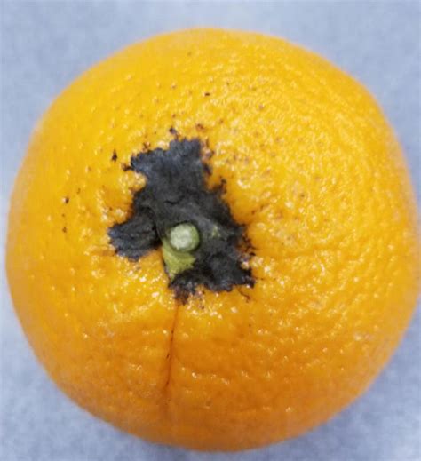 Oranges Sooty Mold International Produce Training