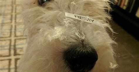My Pupper Remy Album On Imgur