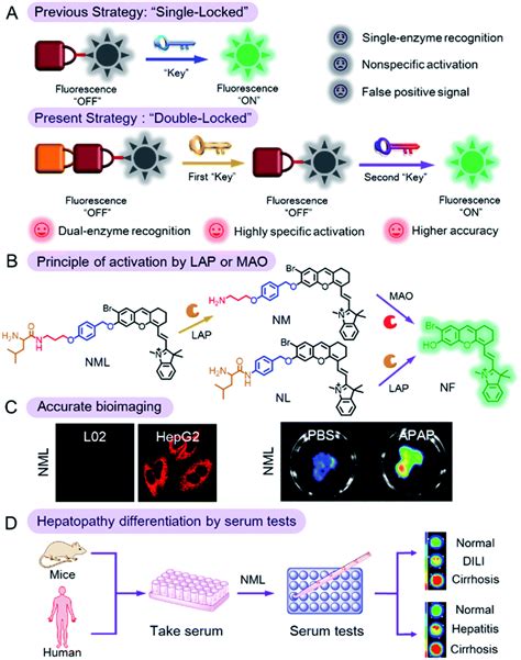 A “double Locked” And Enzyme Activated Molecular Probe For Accurate