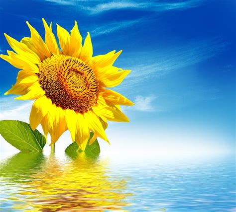 Sunflower Blue Sky Background In Water Hd Picture Blue Sky Background