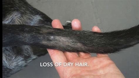 Tail Gland In Dogs And Cats