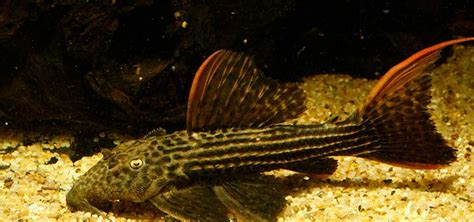 Giant Pleco Care Tropical Fish Hobbyist Magazine