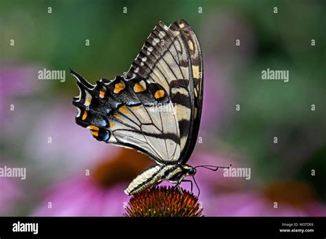 Papilio Glaucus Or Eastern Tiger Swallowtail On Echinacea Flower The