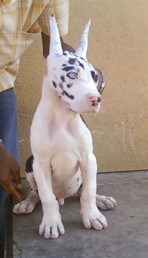 Great Dane Puppies For Salerao 12478 Dogs For Sale Price Of