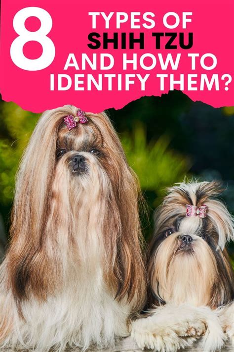 Did You Know There Is More Than One Type Of Shih Tzu In Fact There