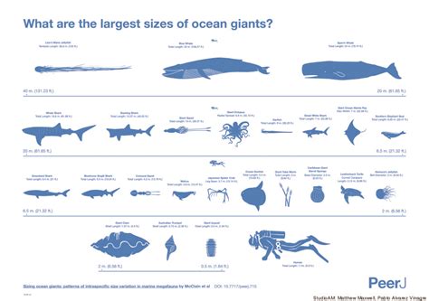 Worlds Largest Sea Creatures Turn Out To Be Smaller Than