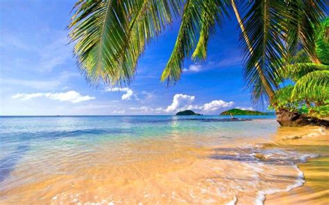 Landscape Tropical Beach Palm Trees Wallpapers Hd