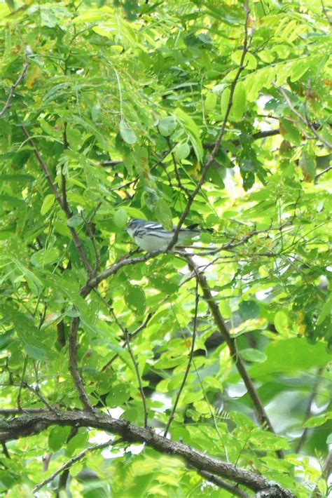 Cerulean Warbler Dendroica Cerulea 10 Jun 12 Br Parkway N Don