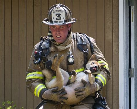 Maryland Firefighter Rescues Dog From House Fire Shared By Lion