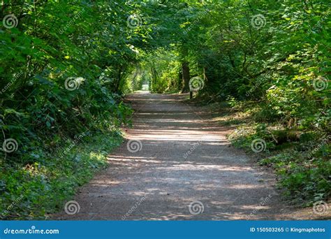 A Peaceful Tranquil Path Or Trail Into The Empty Forest Pressing Into