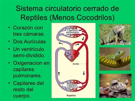 Top 19 Mejores Sistema Circulatorio De Peces Anfibios Reptiles Aves Y