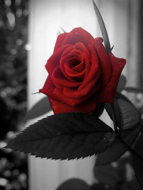 Red On Black Rose Photograph By Ramona Barnhill