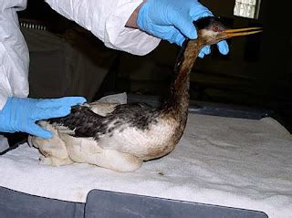 Santa Barbara Spill Update Oiled Birds In Care International Bird