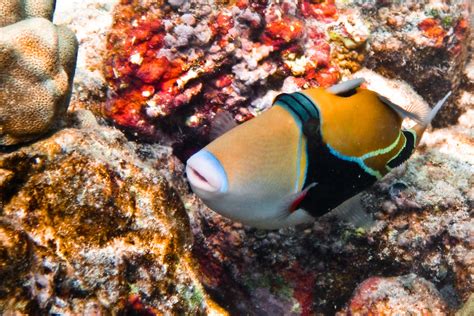 Humuhumunukunukuapuaa The State Fish Of Hawaii The Reef Flickr