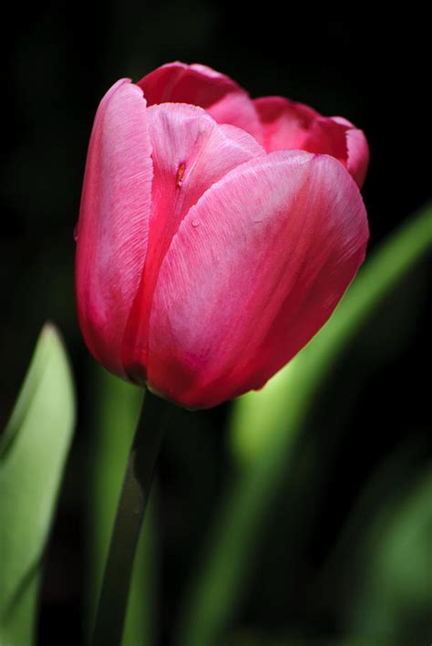 A Single Tulip Photograph By Diego Re