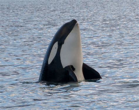 10 Facts About Killer Whales Orca Owlcation