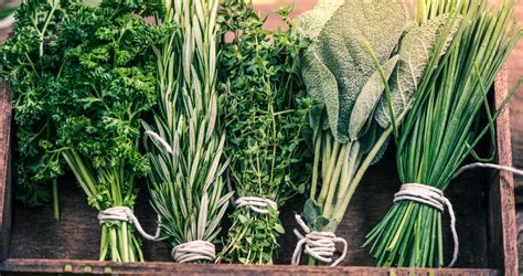 Les Fines Herbes Un Bouquet De Saveurs Pépinière Locas