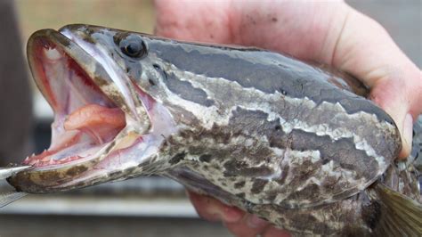 Invasive Northern Snakehead Fish Found In Southeastern Missouri For