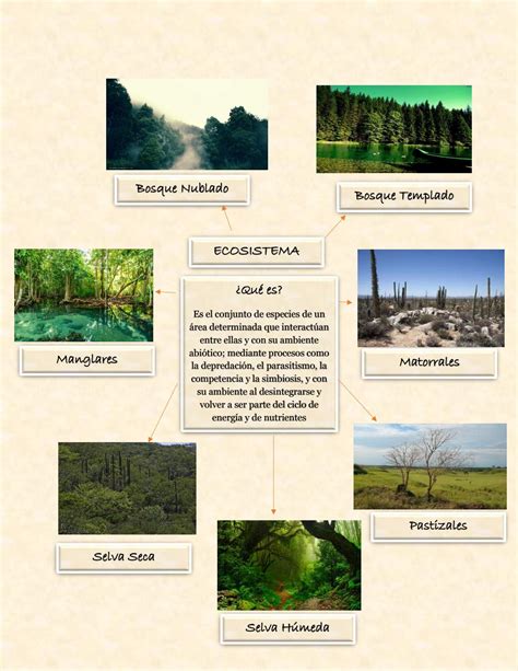 Mapa Conceptual Sobre Los Ecosistemas