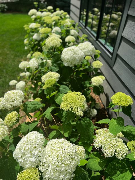 The Secret Tip For Drying Hydrangeas The Tattered Pew