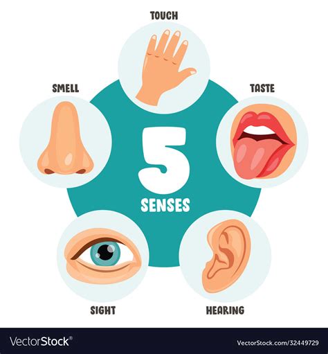Five Senses Concept With Human Organs Royalty Free Vector