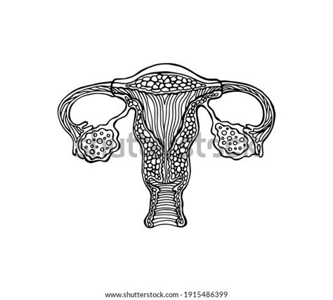 Anatomically Correct Drawn Female Genitals Uterus Vagina Eggs And Endometrium Illustration