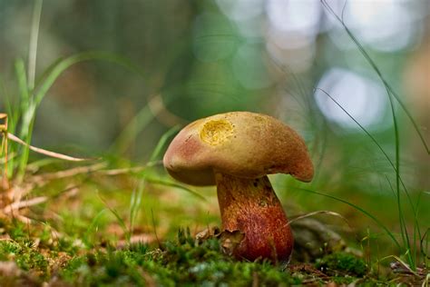 Download Nature Mushroom Hd Wallpaper