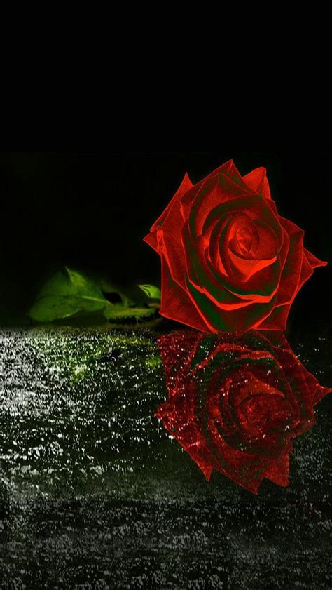 Red Rose Wallpaperby Artist Unknown Red Roses Wallpaper Dark