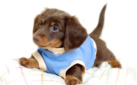 Puppy Wallpapers And Screensavers 42 Images