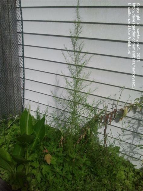 Plant Identification Closed Dill Like Weed In Garden 1