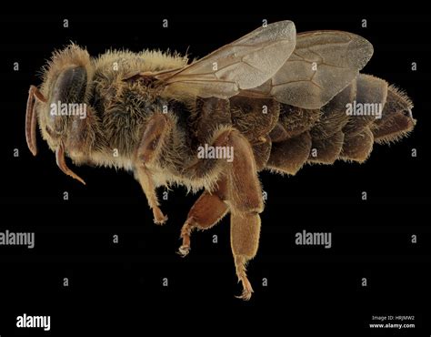 Honey Bee Apis Mellifera Queen Stock Photo Alamy