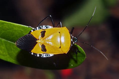 The Man Faced Stink Bug By Johnny J The Riverside Club For Adventure