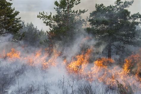 Forest Fire Stock Image Image Of Nature Heat Smoke 44469423
