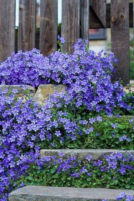 Below we've put togther a list of 20+ perennial flower favorites that are unfussy, long lived and year. Pretty in purple | Flower garden, Plants, Shade perennials