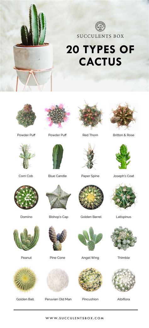 Types Of Popular And Rare Cacti Cactus Cacti Succulents