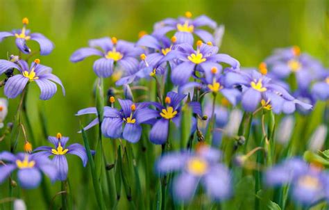 Growing Guide Tips For Growing Blue Eyed Grass Garden Lovers Club
