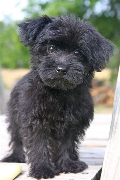 Check spelling or type a new query. Yorkie Poo Puppies For Adoption In Michigan