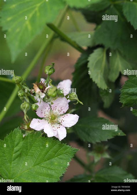 Rubus Alceifolius Hi Res Stock Photography And Images Alamy